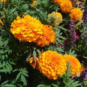 African Marigold Orange Live Plant - Pack of 3 Starter Plants, 3-5 Inch Tall, Outdoor - Image 10