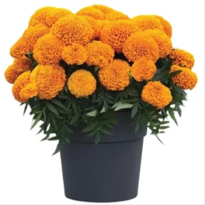 African Marigold Orange Live Plant - Pack of 3 Starter Plants, 3-5 Inch Tall, Outdoor - Image 2