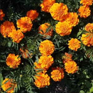 African Marigold Orange Live Plant - Pack of 3 Starter Plants, 3-5 Inch Tall, Outdoor - Image 3