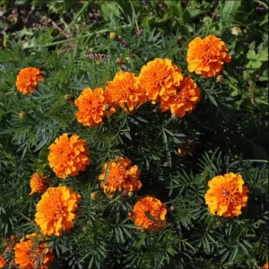 African Marigold Orange Live Plant - Pack of 3 Starter Plants, 3-5 Inch Tall, Outdoor - Image 4