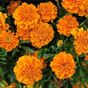 African Marigold Orange Live Plant - Pack of 3 Starter Plants, 3-5 Inch Tall, Outdoor - Image 1