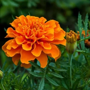 African Marigold Orange Live Plant - Pack of 3 Starter Plants, 3-5 Inch Tall, Outdoor - Image 6