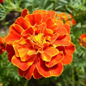 African Marigold Orange Live Plant - Pack of 3 Starter Plants, 3-5 Inch Tall, Outdoor - Image 7