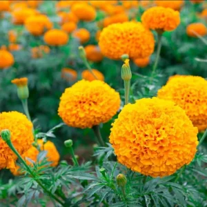 African Marigold Orange Live Plant - Pack of 3 Starter Plants, 3-5 Inch Tall, Outdoor - Image 8