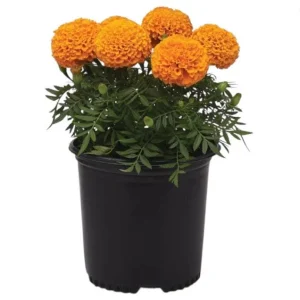 African Marigold Orange Live Plant - Pack of 3 Starter Plants, 3-5 Inch Tall, Outdoor - Image 9