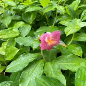 African Princess Ginger Live Plant – Pink Blooms – 5-8 Inch Tall – Tropical Outdoor - Image 2