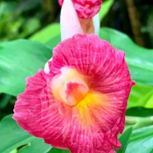 African Princess Ginger Live Plant – Pink Blooms – 5-8 Inch Tall – Tropical Outdoor - Image 3