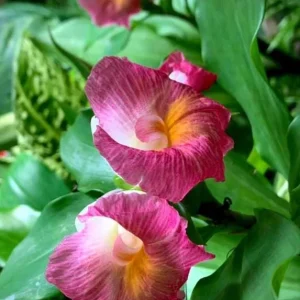 African Princess Ginger Live Plant – Pink Blooms – 5-8 Inch Tall – Tropical Outdoor - Image 1