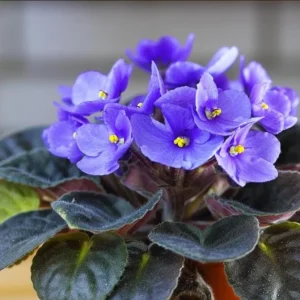 African Violet Blue Live Plant – 4 Inch Nursery Pot – Indoor Houseplant – 3-5 Inch Tall - Image 1
