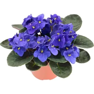 African Violet Blue Live Plant – 4 Inch Nursery Pot – Indoor Houseplant – 3-5 Inch Tall - Image 2