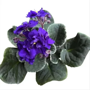 African Violet Blue Live Plant – 4 Inch Nursery Pot – Indoor Houseplant – 3-5 Inch Tall - Image 3