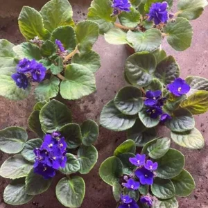 African Violet Blue Live Plant – 4 Inch Nursery Pot – Indoor Houseplant – 3-5 Inch Tall - Image 6