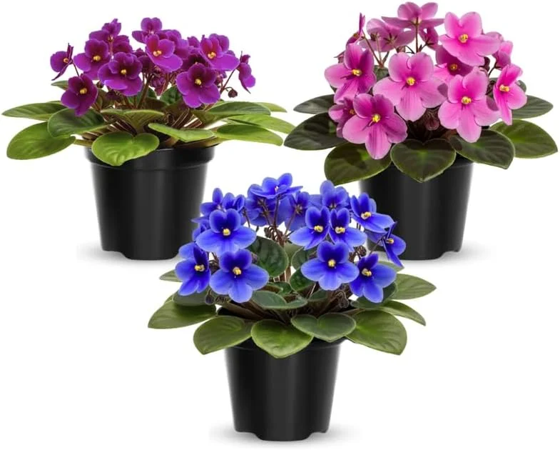African Violet Live Plant - 1 Flowering Houseplant, Random Vibrant Color, Indoor Decor - Image 2