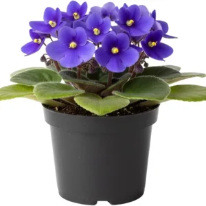 African Violet Live Plant - 2-Pack 4'' Pot Indoor Flowering Plant, Mix Blooms - Image 3