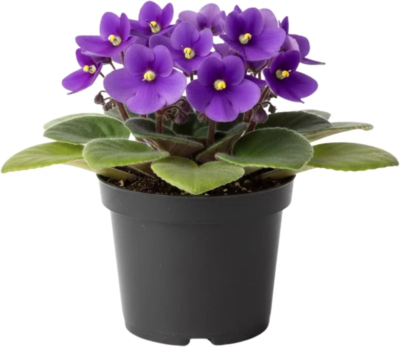 African Violet Live Plant - 2-Pack 4'' Pot Indoor Flowering Plant, Mix Blooms - Image 4