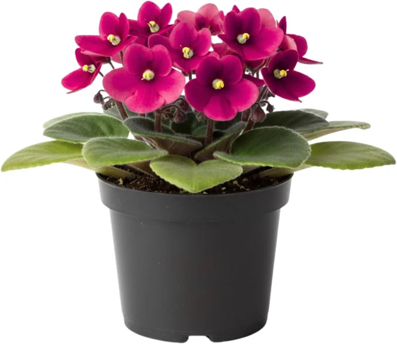 African Violet Live Plant - 2-Pack 4'' Pot Indoor Flowering Plant, Mix Blooms - Image 1