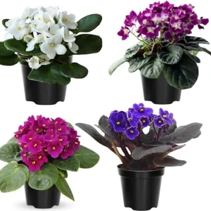 African Violet Live Plant – 4 Inch Pot – Indoor/Outdoor – Colorful Blooms - Image 2