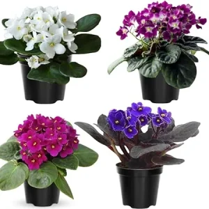 African Violet Live Plant – 4 Inch Pot – Indoor/Outdoor – Colorful Blooms - Image 7