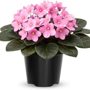 African Violet Live Plant – 4 Inch Pot – Light Pink Flowering Houseplant - Image 5