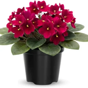 African Violet Live Plant – 4 Inch Pot – Red Flowering Houseplant – Easy Care Indoor - Image 3