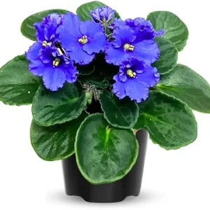 African Violet Live Plant - Blue Blooms, 4-inch Pot, Easy Care Houseplant - Image 7