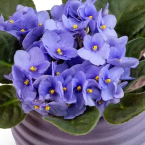 African Violet Live Plant - Purple Blooming Flowers, 3-5 Inch Tall, 4 Inch Pot for Indoor/Outdoor - Image 2