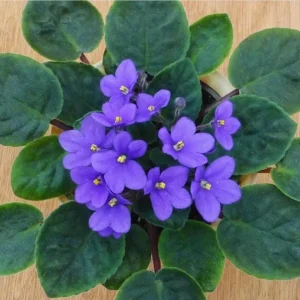 African Violet Live Plant - Purple Blooming Flowers, 3-5 Inch Tall, 4 Inch Pot for Indoor/Outdoor - Image 5