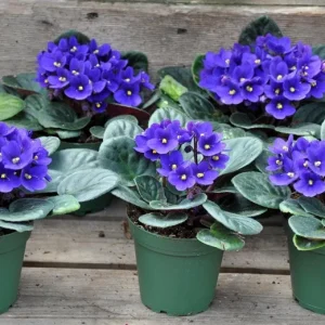African Violet Live Plant - Purple Blooming Flowers, 3-5 Inch Tall, 4 Inch Pot for Indoor/Outdoor - Image 6
