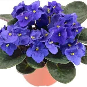 African Violet Live Plant - Purple Blooming Flowers, 3-5 Inch Tall, 4 Inch Pot for Indoor/Outdoor - Image 1