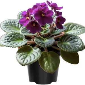 African Violet Live Plant – Purple Flowering Houseplant in 4 Inch Pot – Easy Care Indoor - Image 6