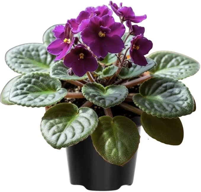 African Violet Live Plant – Purple Flowering Houseplant in 4 Inch Pot – Easy Care Indoor - Image 6