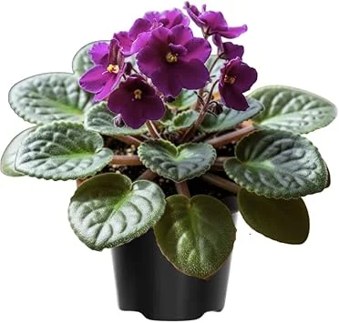 African Violet Live Plant – Purple Flowering Houseplant in 4 Inch Pot – Easy Care Indoor - Image 1