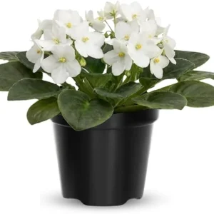 African Violet Live Plant - White Flowering Houseplant in 4 Inch Pot - Image 3