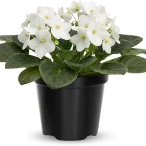 African Violet Live Plant - White Flowering Houseplant in 4 Inch Pot - Image 4