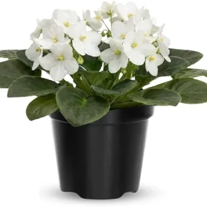 African Violet Live Plant - White Flowering Houseplant in 4 Inch Pot - Image 6