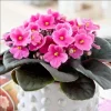 African Violet Pink Live Plant – 3-5 Inch Tall in 4 Inch Pot for Indoor & Outdoor - Image 1