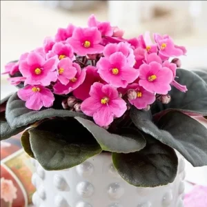 African Violet Pink Live Plant – 3-5 Inch Tall in 4 Inch Pot for Indoor & Outdoor - Image 1