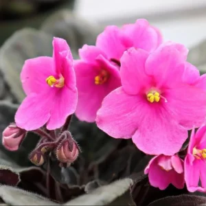 African Violet Pink Live Plant – 3-5 Inch Tall in 4 Inch Pot for Indoor & Outdoor - Image 3