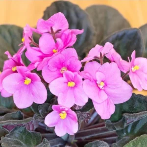 African Violet Pink Live Plant – 3-5 Inch Tall in 4 Inch Pot for Indoor & Outdoor - Image 4