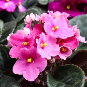 African Violet Pink Live Plant – 3-5 Inch Tall in 4 Inch Pot for Indoor & Outdoor - Image 5