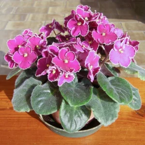 African Violet Pink Live Plant – 3-5 Inch Tall in 4 Inch Pot for Indoor & Outdoor - Image 6