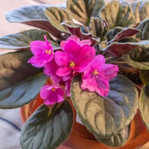 African Violet Pink Live Plant – 3-5 Inch Tall in 4 Inch Pot for Indoor & Outdoor - Image 7