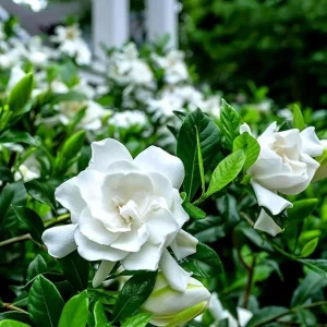 Aimee Gardenia Live Plant - Double White Fragrant Flowers Bush, 9-12 Inch Tall Shrub - Image 2