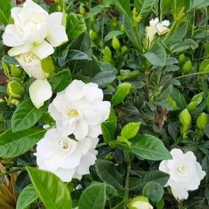 Aimee Gardenia Live Plant - Double White Fragrant Flowers Bush, 9-12 Inch Tall Shrub - Image 3