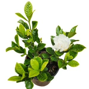 Aimee Gardenia Live Plant - Double White Fragrant Flowers Bush, 9-12 Inch Tall Shrub - Image 6