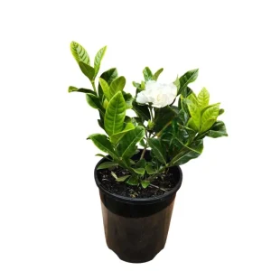 Aimee Gardenia Live Plant - Double White Fragrant Flowers Bush, 9-12 Inch Tall Shrub - Image 7