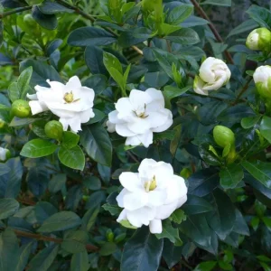 Aimee Gardenia Live Plant - Double White Fragrant Flowers Bush, 9-12 Inch Tall Shrub - Image 8