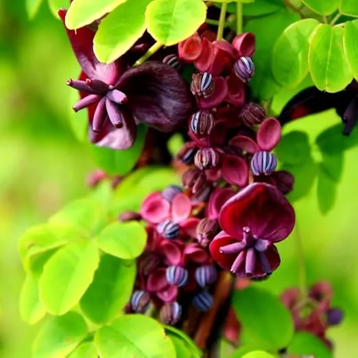 Akebia Quinata Chocolate Vine Live Plant – Perennial Vine – 2.5 Inch Pot – Outdoor - Image 2