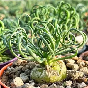 Albuca Spiralis 'Frizzle Sizzle' Live Plant - 2.5 Inch Pot - Unique Succulent Houseplant - Image 4