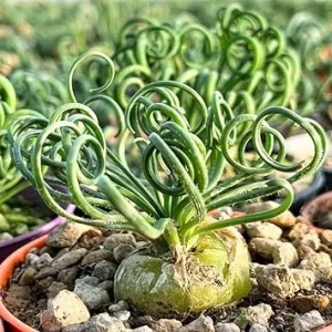 Albuca Spiralis 'Frizzle Sizzle' Live Plant - 2.5 Inch Pot - Unique Succulent Houseplant - Image 7